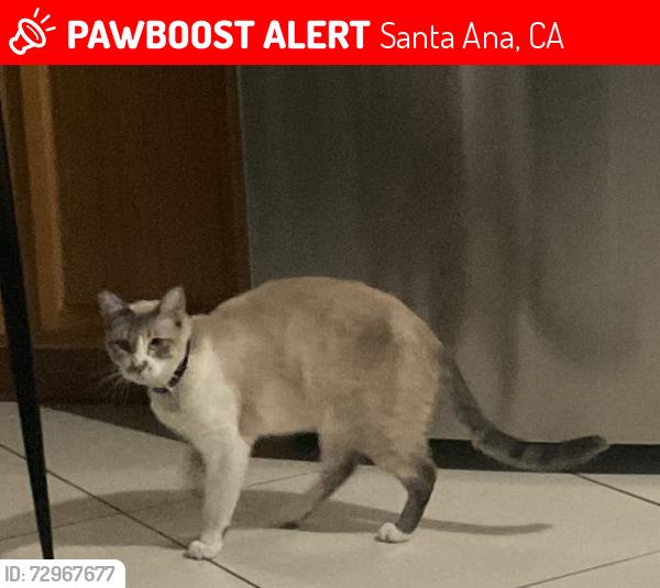 Lost Male Cat last seen Near ramona dr , Santa Ana, CA 92707