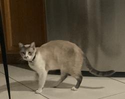 Lost Male Cat last seen Near ramona dr , Santa Ana, CA 92707