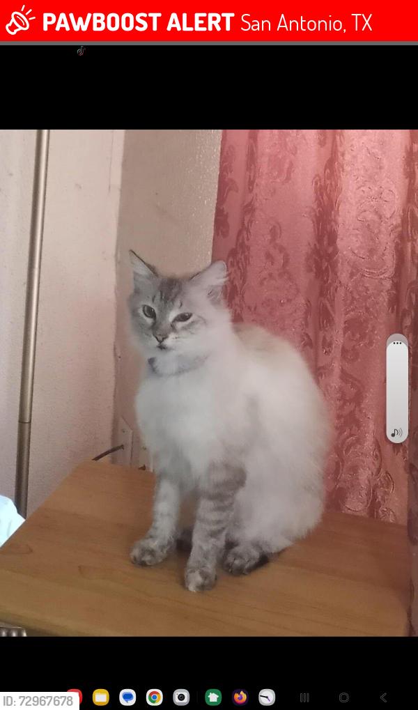 Lost Female Cat last seen five palms, San Antonio, TX 78242