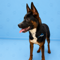 Shelter Stray Male Dog last seen , Memphis, TN 38133