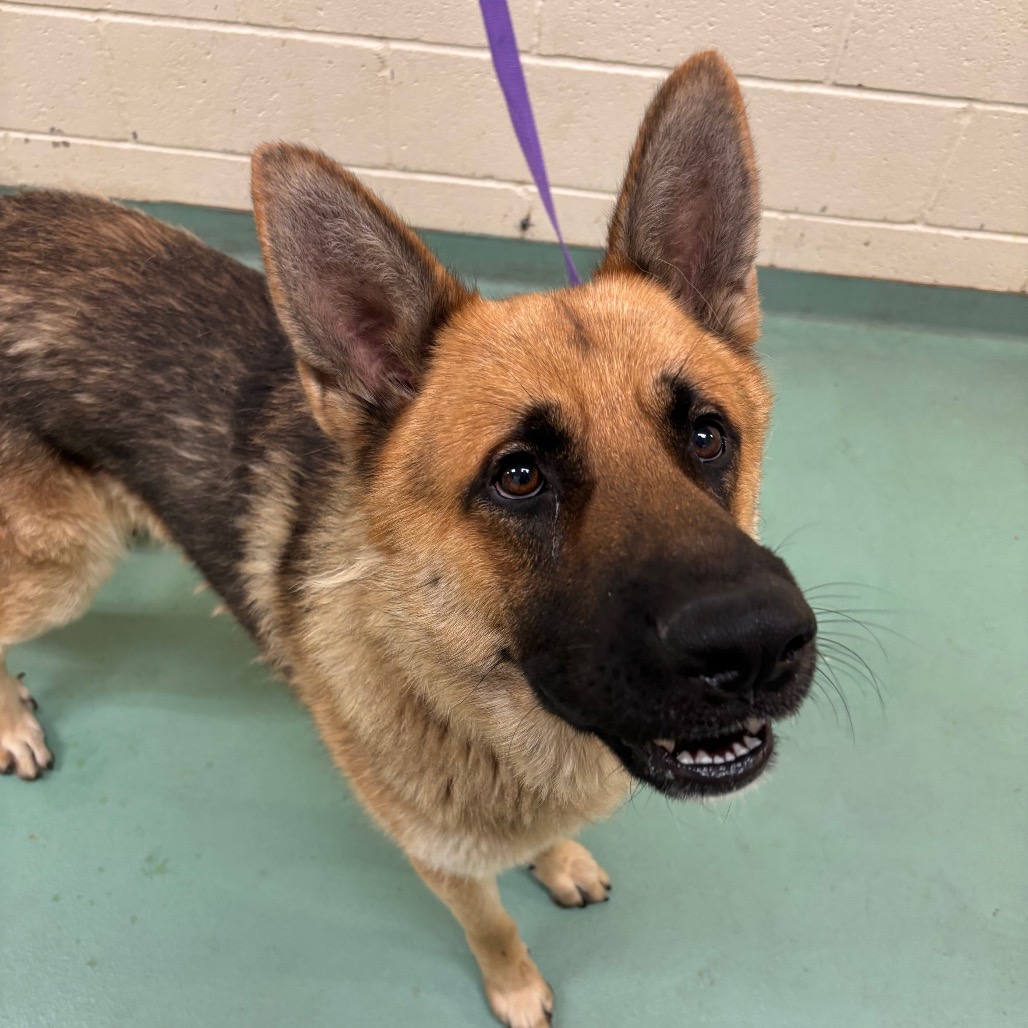 Shelter Stray Male Dog last seen , Memphis, TN 38133