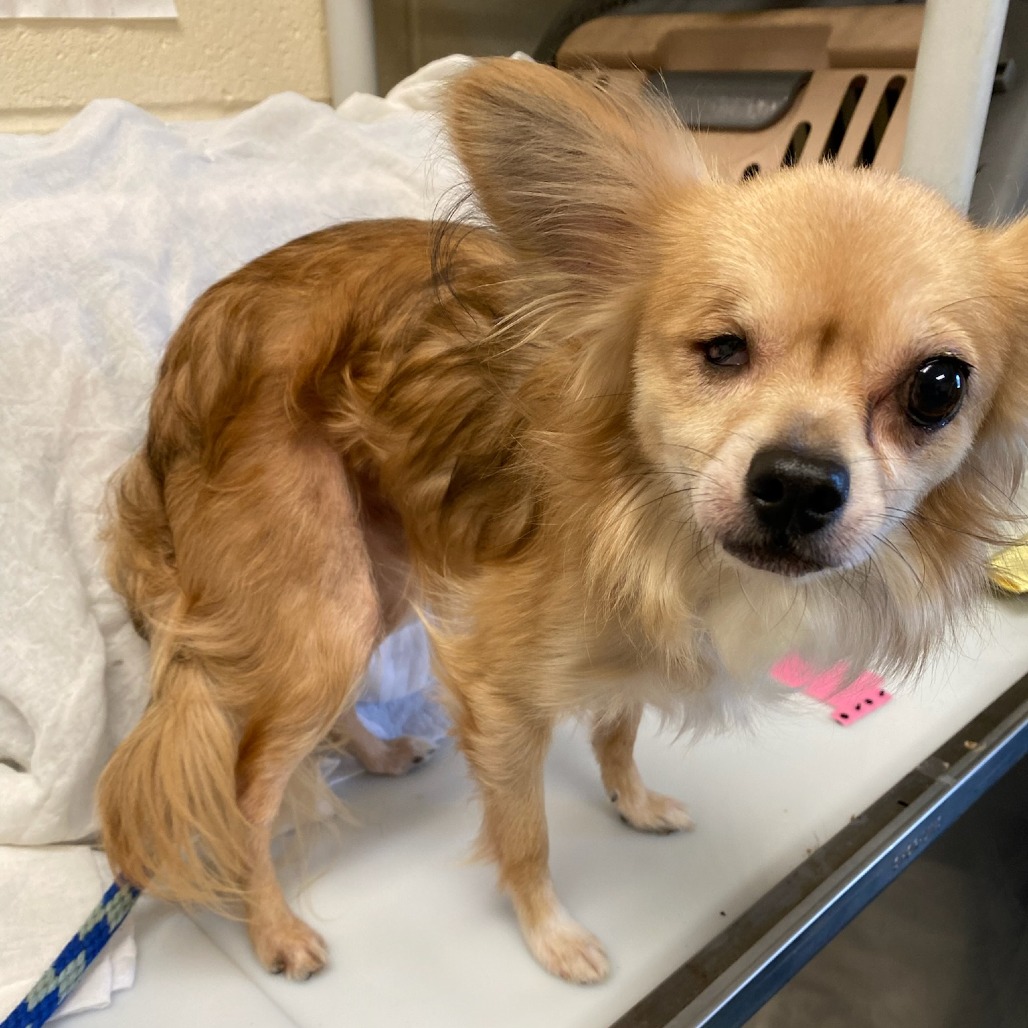 Shelter Stray Male Dog last seen , Memphis, TN 38133