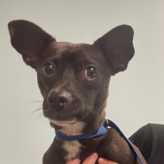 Shelter Stray Male Dog last seen , Jacksonville, FL 32216