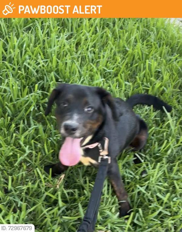 Found/Stray Female Dog last seen Marina Bay Drive, Clear Lake Shores, TX, Clear Lake Shores, TX 77565