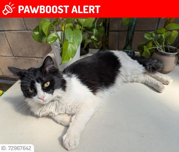 Lost Male Cat last seen Napa Ave and Highland Ave, Rancho Cucamonga, CA 91701