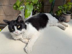 Lost Male Cat last seen Napa Ave and Highland Ave, Rancho Cucamonga, CA 91701