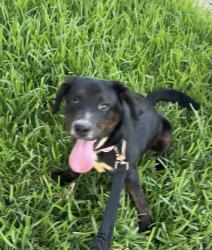 Found/Stray Female Dog last seen Marina Bay Drive, Clear Lake Shores, TX, Clear Lake Shores, TX 77565