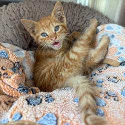 Shelter Stray Unknown Cat last seen , Norman, OK 73072