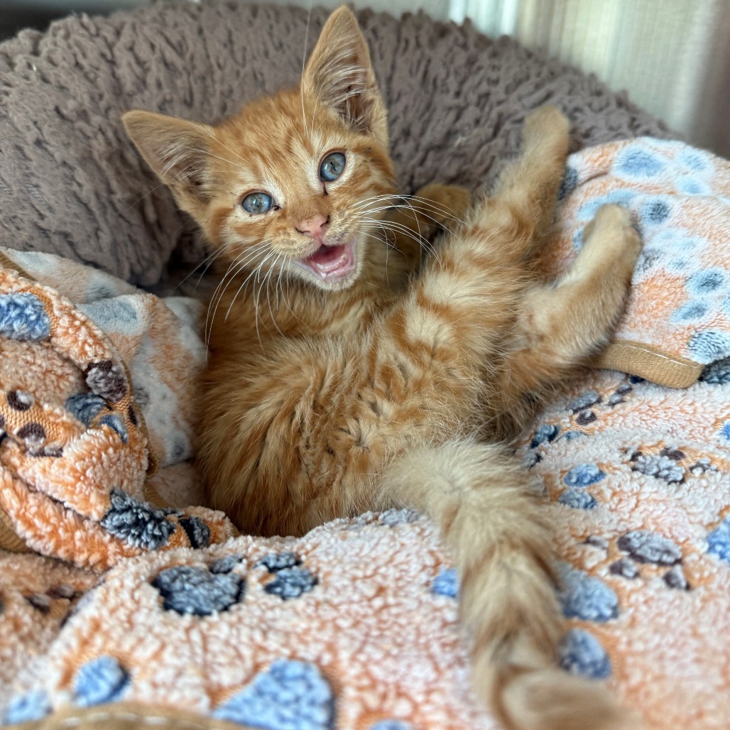 Shelter Stray Unknown Cat last seen , Norman, OK 73072
