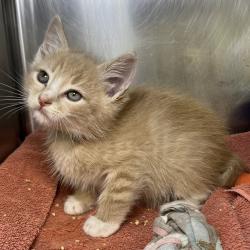 Shelter Stray Male Cat last seen , Palm Springs, CA 92264