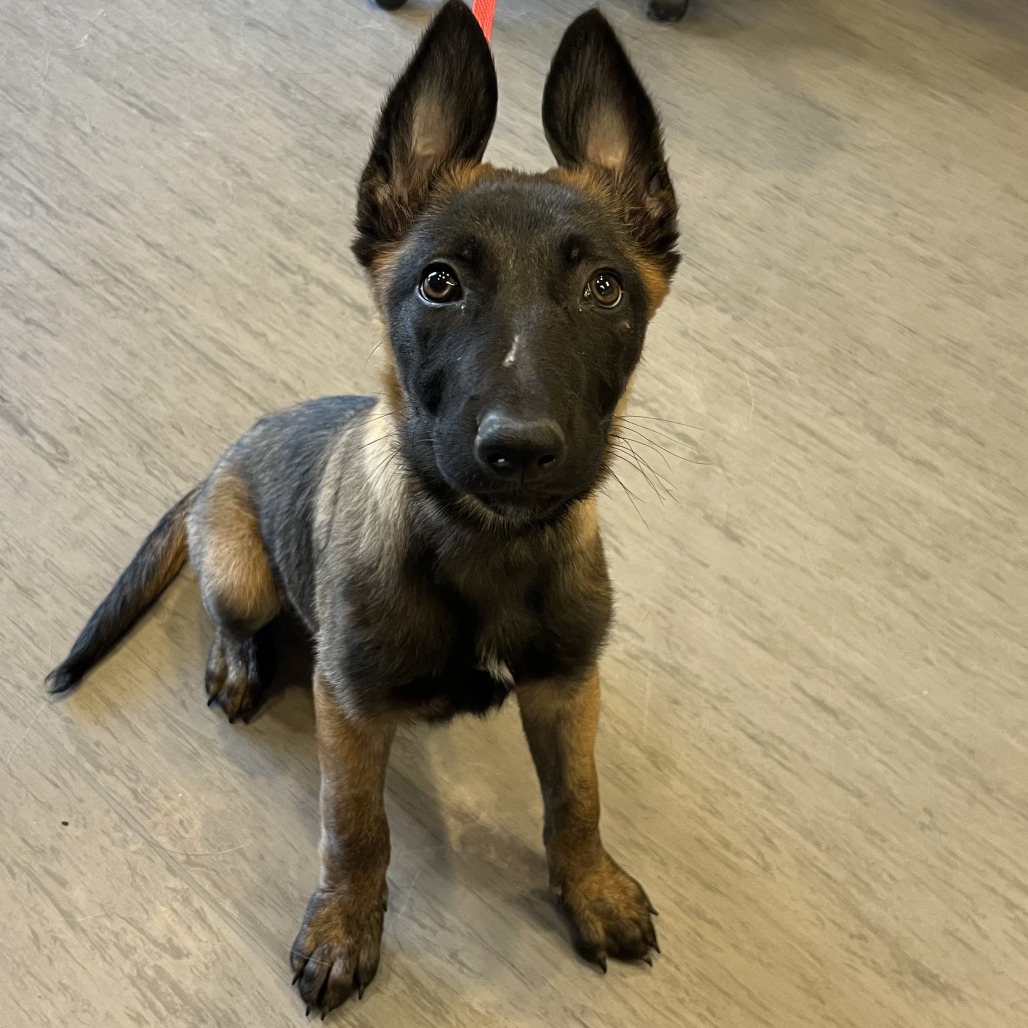 Shelter Stray Female Dog last seen , Palm Springs, CA 92264