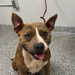 Shelter Stray Female Dog last seen , Greenville, SC 29609