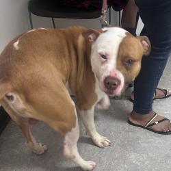 Shelter Stray Male Dog last seen , Philadelphia, PA 19140