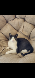 Lost Male Cat last seen Cleveland ave, Saint Paul, MN 55116