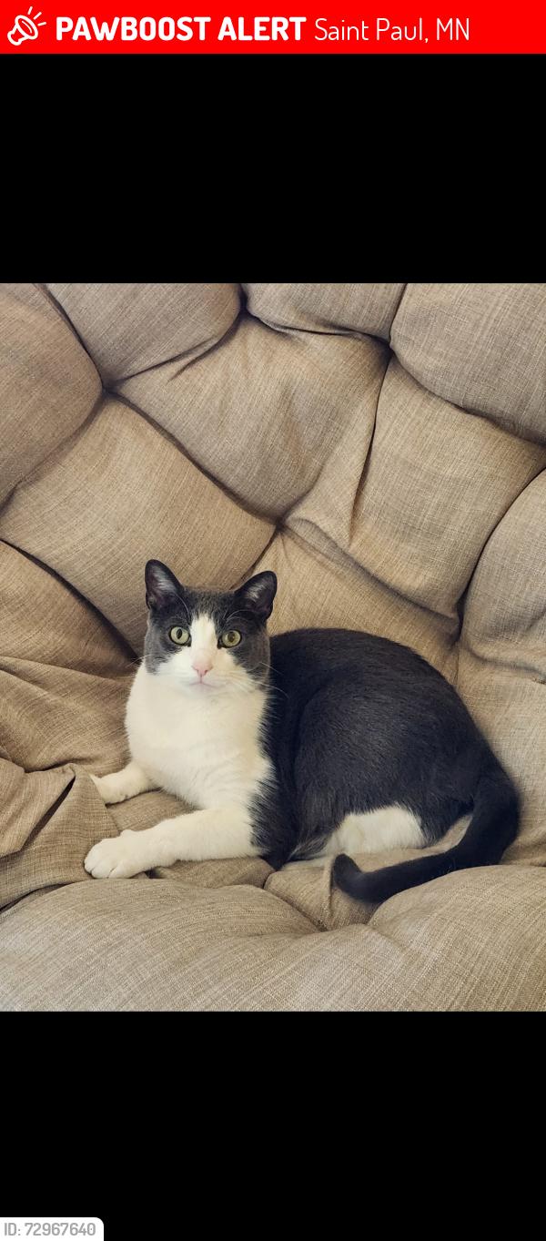 Lost Male Cat last seen Cleveland ave, Saint Paul, MN 55116