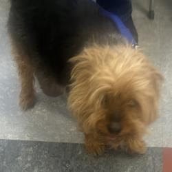 Shelter Stray Female Dog last seen , Philadelphia, PA 19140
