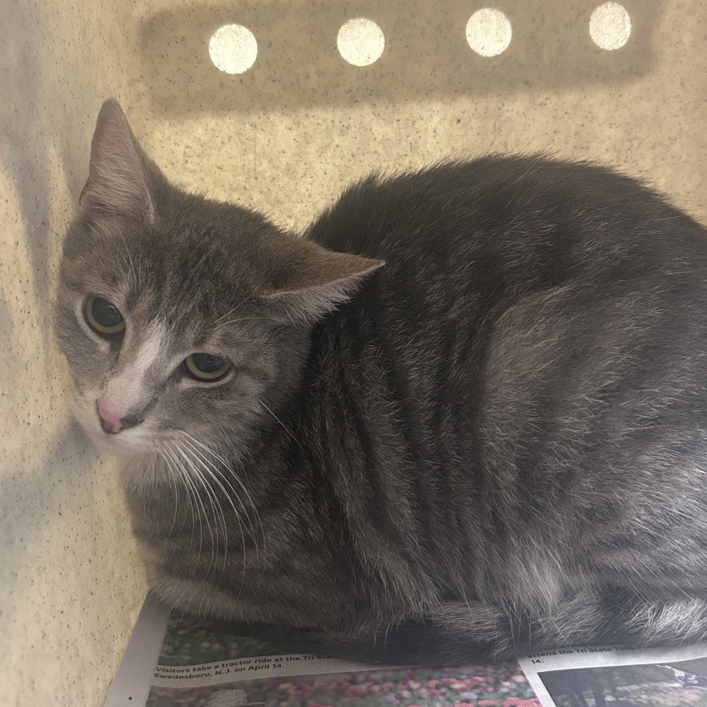 Shelter Stray Unknown Cat last seen , Philadelphia, PA 19140