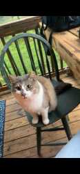 Lost Male Cat last seen Brawley road off of shinnville road & ostwalt road , Cleveland, NC 27013