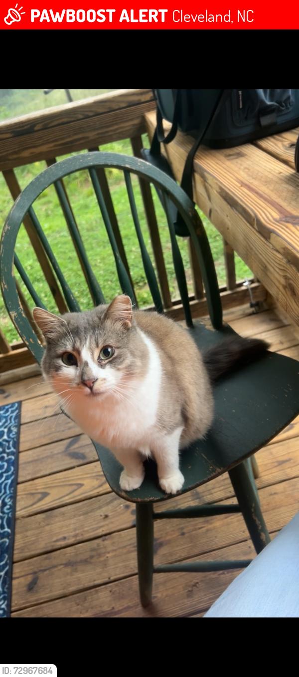 Lost Male Cat last seen Brawley road off of shinnville road & ostwalt road , Cleveland, NC 27013