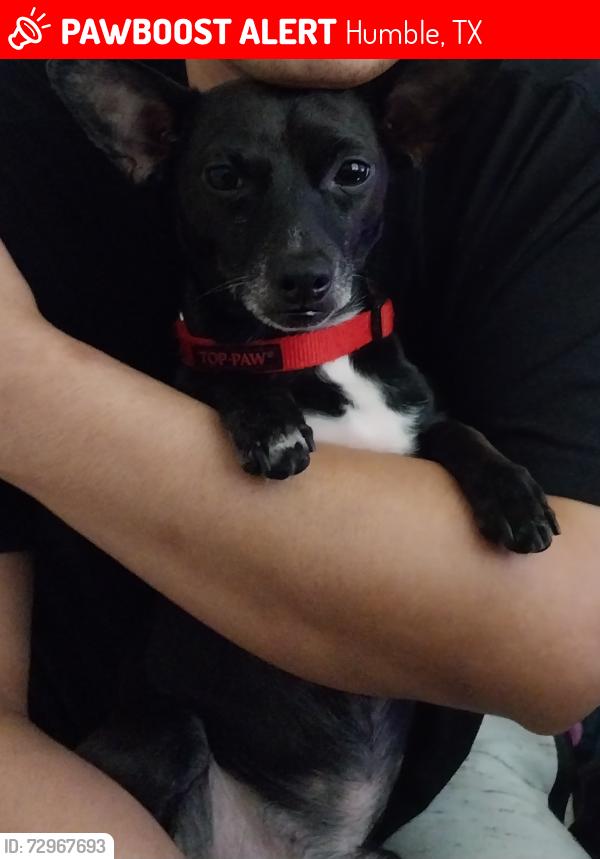 Lost Male Dog last seen Deerbrook est , Humble, TX 77338