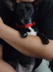 Lost Male Dog last seen Deerbrook est , Humble, TX 77338