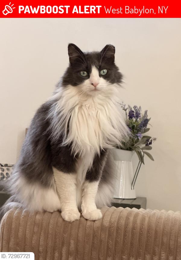 Lost Female Cat last seen Marshall’s West Babylon NY, West Babylon, NY 11704