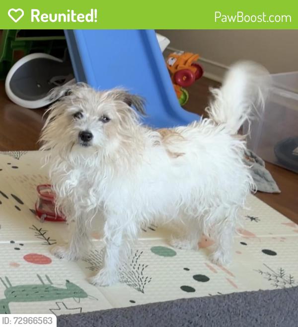 Reunited Female Dog last seen Near Lyfytt Cres, Barrie, ON L4N 7X4