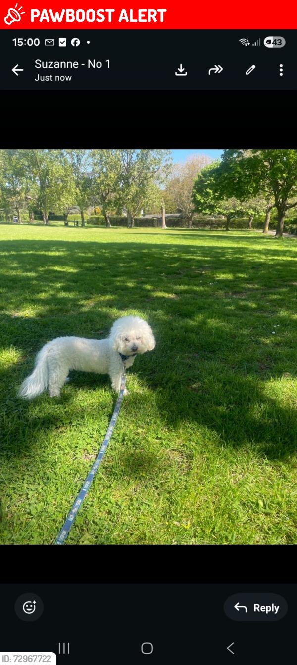 Lost Male Dog last seen 1Hewittclose  stanmore, Greater London, England HA7 3BW