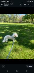 Lost Male Dog last seen 1Hewittclose  stanmore, Greater London, England HA7 3BW