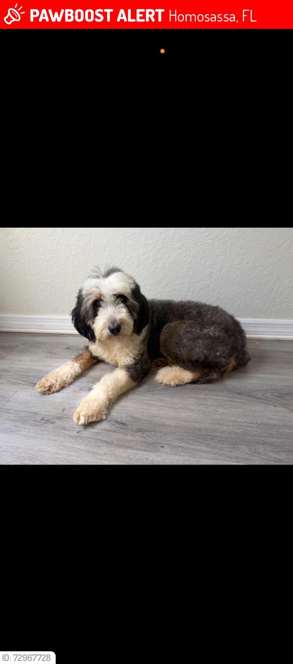 Lost Female Dog last seen Cardinal , Homosassa, FL 34446