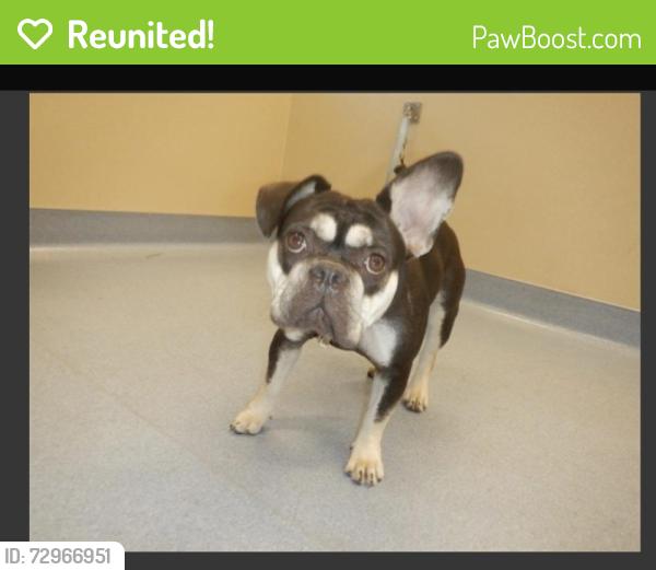 Reunited Female Dog last seen Berryessa and flea market, San Jose, CA 95133
