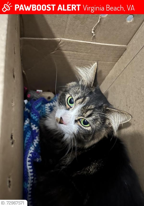 Lost Male Cat last seen Betw/ Beech Street & Oak Street next to the Cape Henry Trail, Virginia Beach, VA 23451