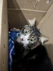 Lost Male Cat last seen Betw/ Beech Street & Oak Street next to the Cape Henry Trail, Virginia Beach, VA 23451