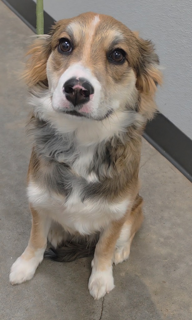 Shelter Stray Male Dog last seen Midwest City, Oklahoma City, OK 73110
