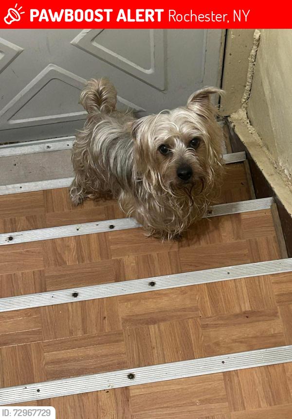 Lost Male Dog last seen Portland ave/Lux st, Rochester, NY 14621