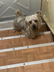 Lost Male Dog last seen Portland ave/Lux st, Rochester, NY 14621