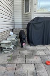 Reunited Female Dog last seen Found on Winston Rd in Clayton near the church , Garner, NC 27529