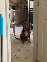 Lost Female Dog last seen S kanga way, E trails end rd, Citrus County, FL 34436