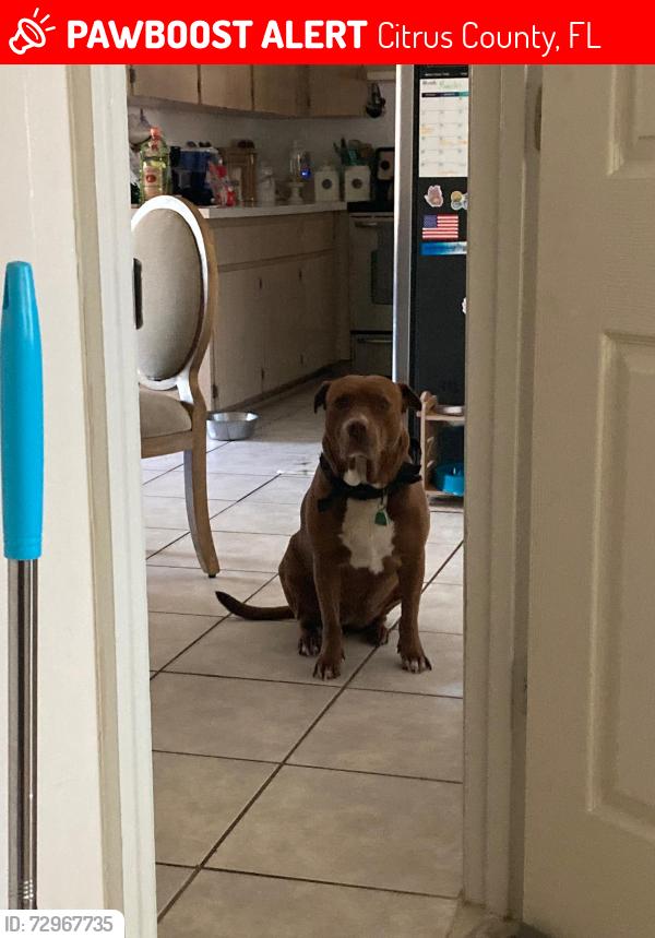 Lost Female Dog last seen S kanga way, E trails end rd, Citrus County, FL 34436