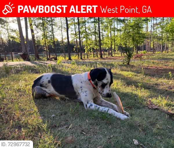 Lost Female Dog last seen Hunter’s Pub, West Point, GA 31833