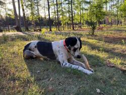 Lost Female Dog last seen Hunter’s Pub, West Point, GA 31833