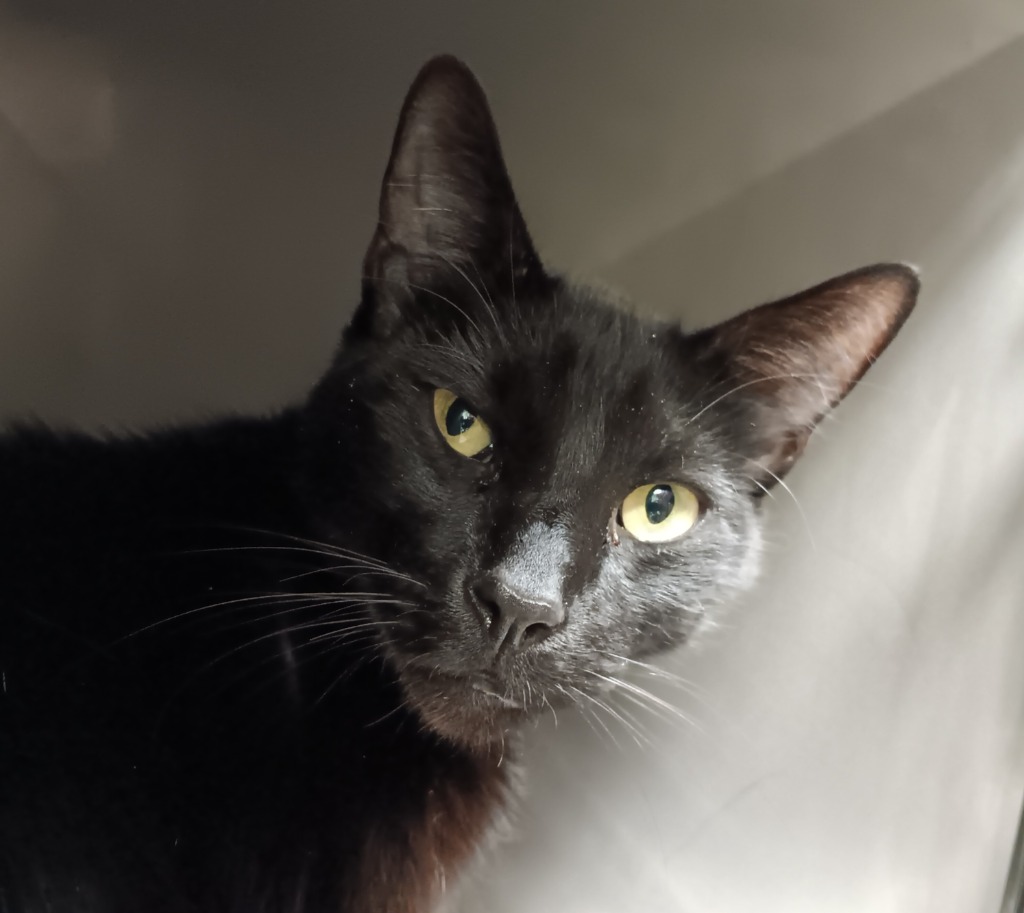 Shelter Stray Male Cat last seen Bexar County, New Braunfels, TX 78130