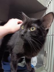 Shelter Stray Female Cat last seen Bexar County, New Braunfels, TX 78130