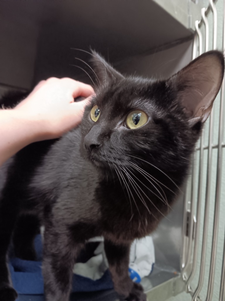 Shelter Stray Female Cat last seen Bexar County, New Braunfels, TX 78130