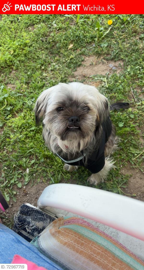 Lost Male Dog last seen Washington and Harry , Wichita, KS 67211