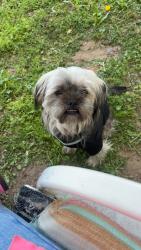 Lost Male Dog last seen Washington and Harry , Wichita, KS 67211