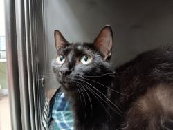 Shelter Stray Female Cat last seen Bexar County, New Braunfels, TX 78130