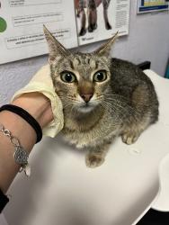 Shelter Stray Female Cat last seen Bexar County, New Braunfels, TX 78130