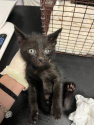 Shelter Stray Male Cat last seen Bexar County, New Braunfels, TX 78130