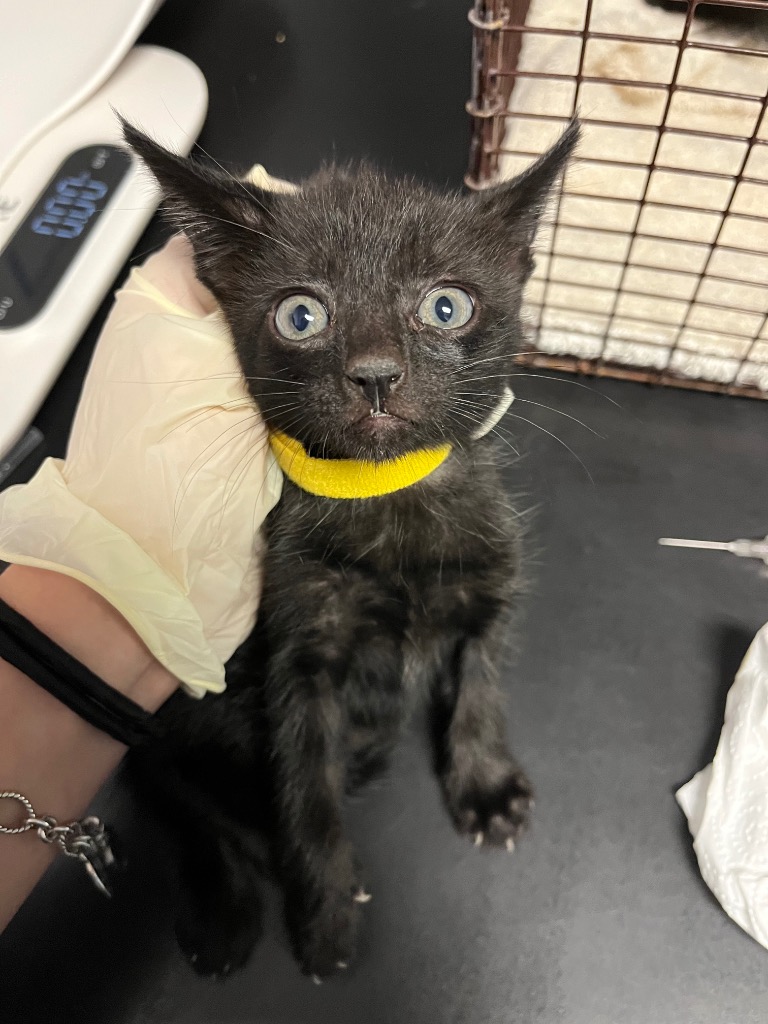 Shelter Stray Male Cat last seen Bexar County, 3353 Morningside Dr, New Braunfels, TX 78132, USA